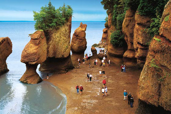 fundy walking ocean floor