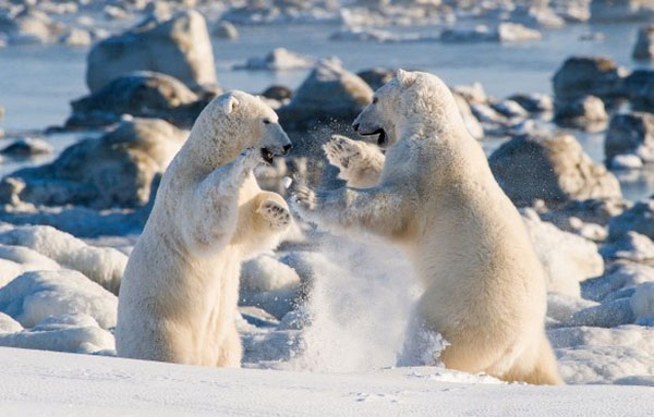 polar bear hudson bay