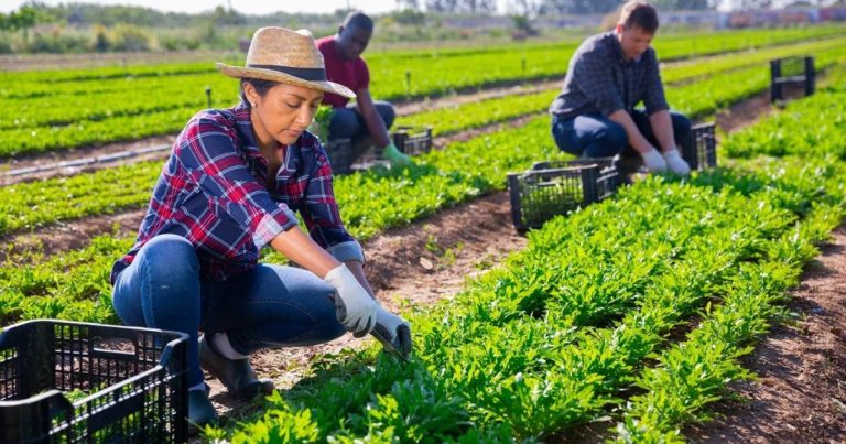 Khám phá vẻ đẹp của nghề nông tại Canada
