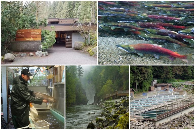Capilano Salmon Hatchery – Hành trình kỳ diệu của cá hồi giữa thiên nhiên Canada