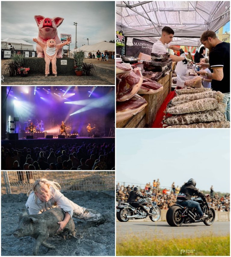 Festival du Cochon: Lễ hội bắt lợn trong bùn nổi tiếng nhất Canada