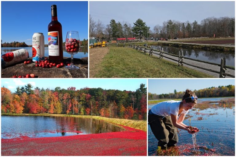 Muskoka Lakes Farm & Winery – Thiên đường nam việt quất giữa lòng Ontario, Canada