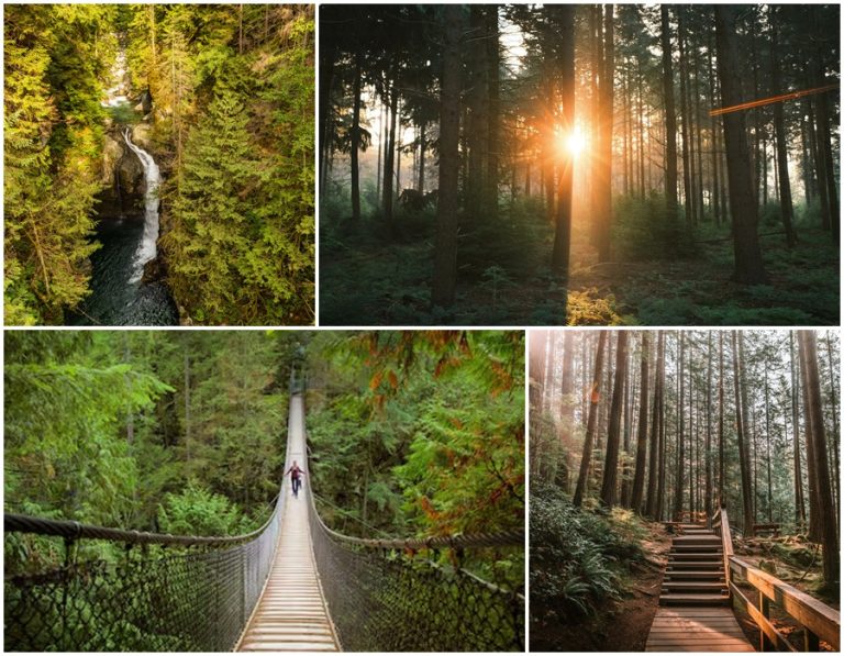 Lynn Canyon Park – Chốn bình yên giữa rừng già British Columbia, Canada