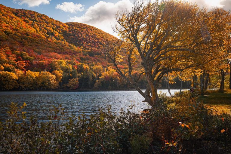 Theo dấu mùa thu vàng qua những cánh rừng phong tuyệt đẹp ở Canada