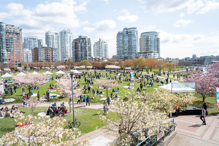 Vancouver mùa xuân – Khi thành phố thức giấc trong sắc hoa và không khí lễ hội