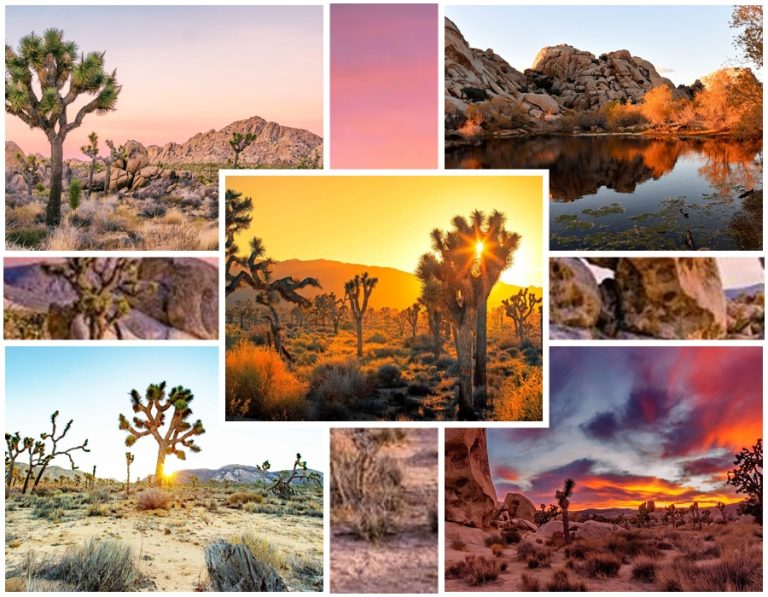 Joshua Tree National Park – Bản giao hưởng của sa mạc, đá và bầu trời nước Mỹ